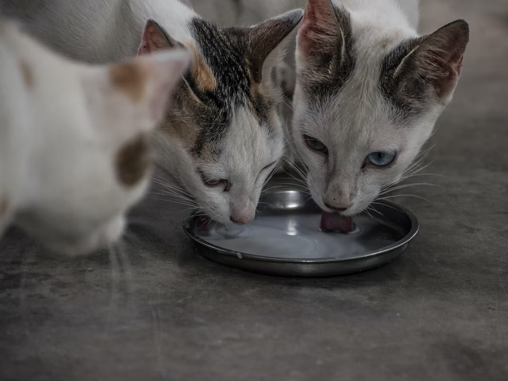 Can cats drink soy milk, or just milk?