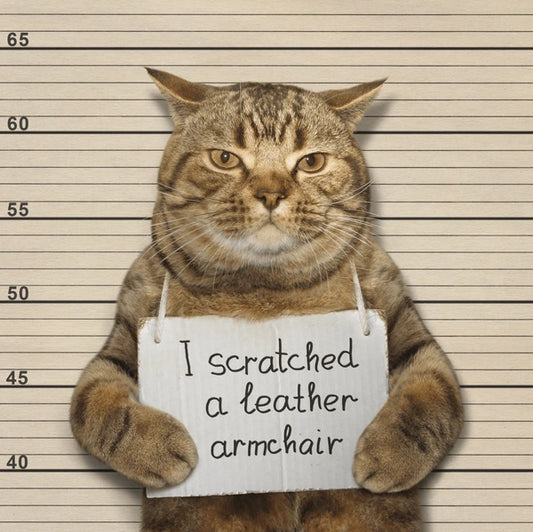 Are cat condos, cat trees, climbers, better in the center of a room, or at least away from the walls, even though less convenient for humans?